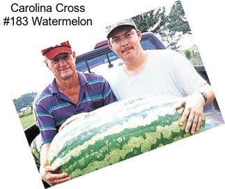 Carolina Cross #183 Watermelon