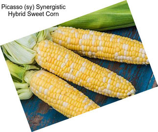 Picasso (sy) Synergistic Hybrid Sweet Corn