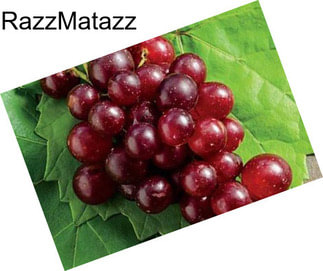 RazzMatazz