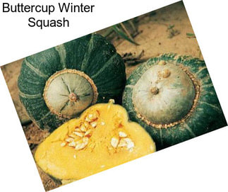 Buttercup Winter Squash