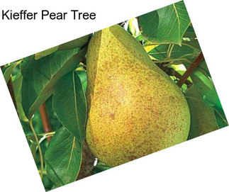 Kieffer Pear Tree