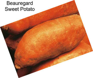 Beauregard Sweet Potato