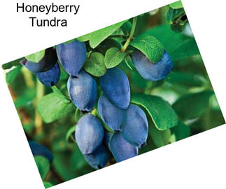 Honeyberry Tundra