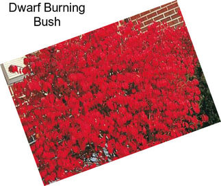 Dwarf Burning Bush