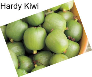 Hardy Kiwi