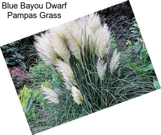 Blue Bayou Dwarf Pampas Grass