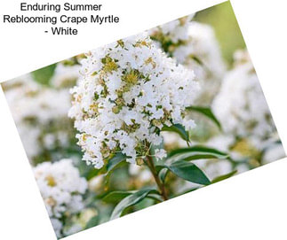 Enduring Summer Reblooming Crape Myrtle - White