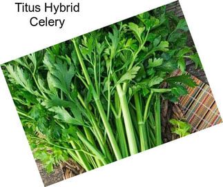 Titus Hybrid Celery