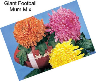 Giant Football Mum Mix