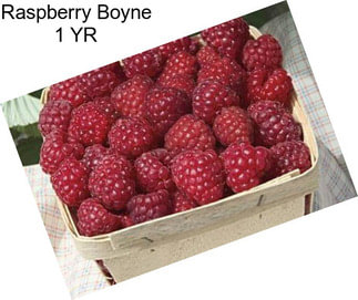 Raspberry Boyne 1 YR