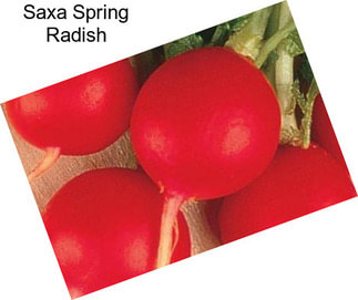 Saxa Spring Radish