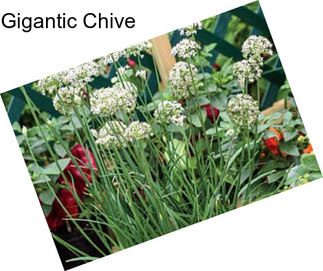 Gigantic Chive