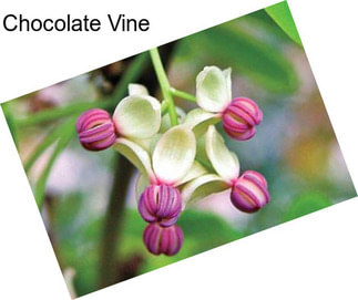 Chocolate Vine