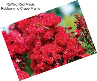 Ruffled Red Magic Reblooming Crape Myrtle