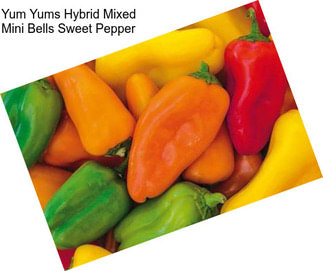 Yum Yums Hybrid Mixed Mini Bells Sweet Pepper