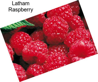 Latham Raspberry