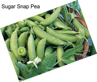 Sugar Snap Pea