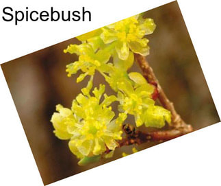 Spicebush