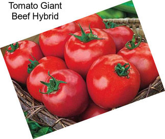 Tomato Giant Beef Hybrid