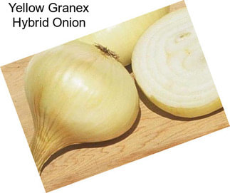 Yellow Granex Hybrid Onion