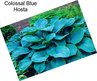 Colossal Blue Hosta