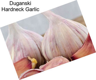 Duganski Hardneck Garlic