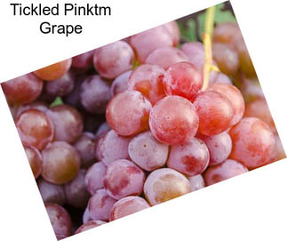 Tickled Pinktm Grape