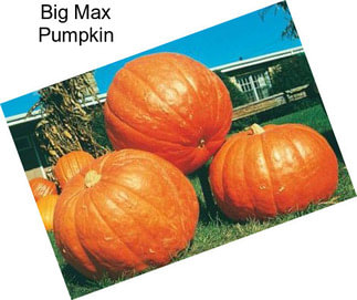 Big Max Pumpkin