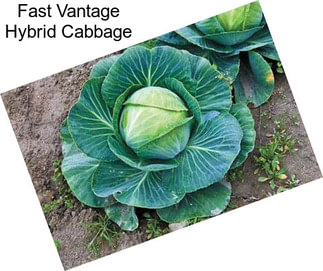 Fast Vantage Hybrid Cabbage