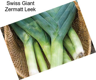 Swiss Giant Zermatt Leek