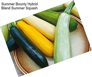 Summer Bounty Hybrid Blend Summer Squash