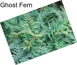 Ghost Fern