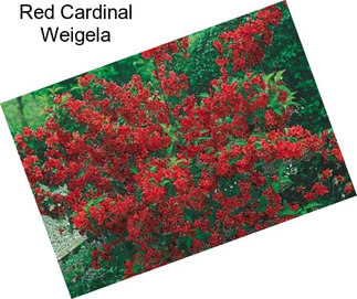 Red Cardinal Weigela
