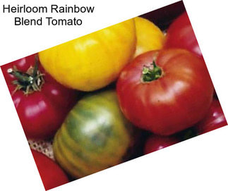 Heirloom Rainbow Blend Tomato