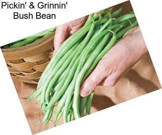 Pickin\' & Grinnin\' Bush Bean