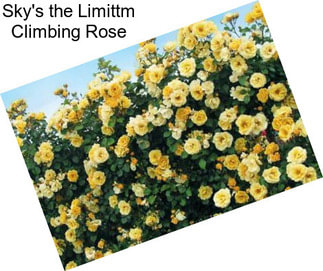 Sky\'s the Limittm Climbing Rose