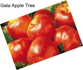 Gala Apple Tree