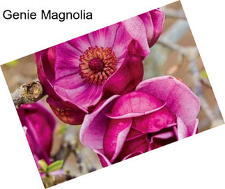 Genie Magnolia