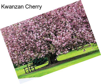 Kwanzan Cherry