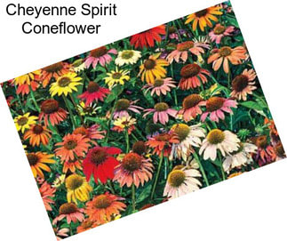 Cheyenne Spirit Coneflower