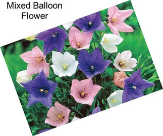 Mixed Balloon Flower