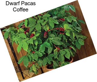 Dwarf Pacas Coffee