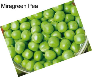 Miragreen Pea