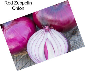 Red Zeppelin Onion