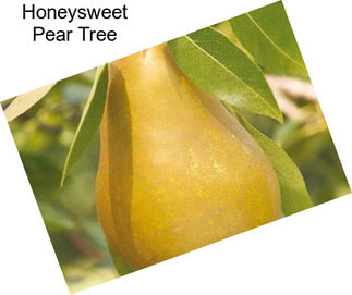 Honeysweet Pear Tree