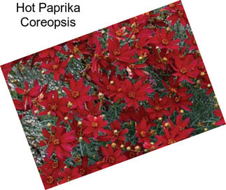 Hot Paprika Coreopsis