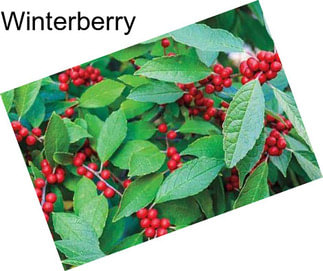 Winterberry