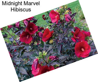 Midnight Marvel Hibiscus