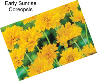 Early Sunrise Coreopsis