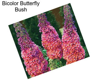 Bicolor Butterfly Bush